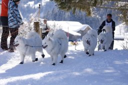 Lenk 2013